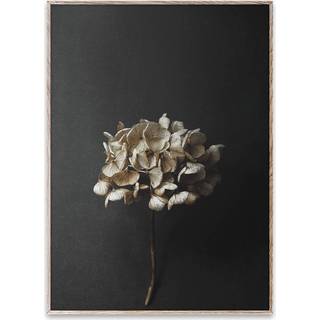 Paper Collective Still Life 04 Hydrangea plakat 50x70 cm