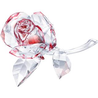 Blühende Rose, Rot