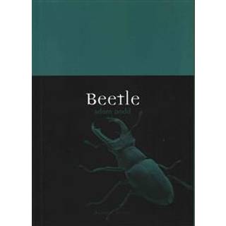 Beetle