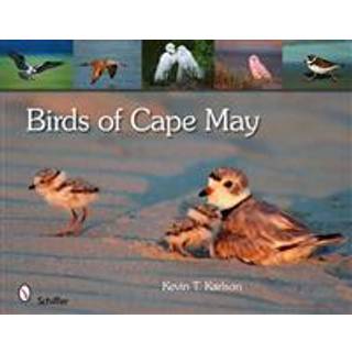 Birds of Cape May, New Jersey