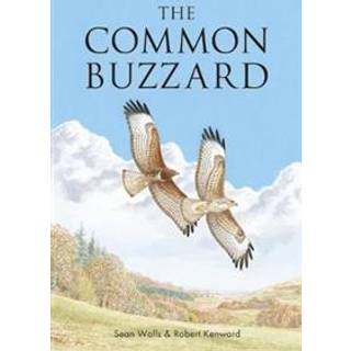 The Common Buzzard