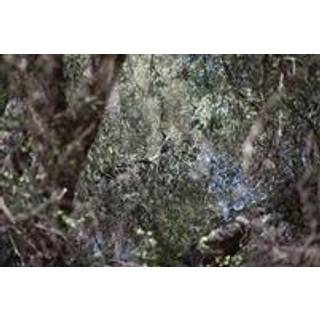 A Crack in the World