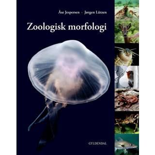 Zoologisk morfologi