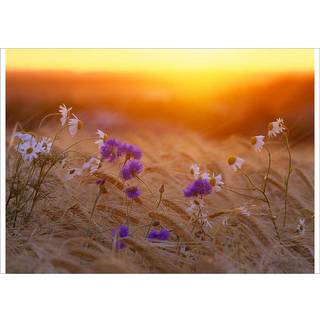 A Message from the Sea