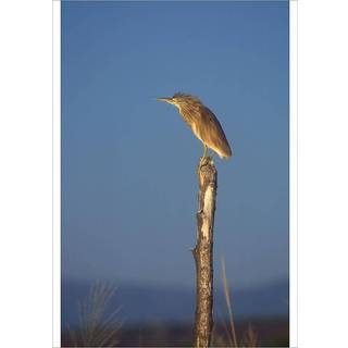 Velvet – Erotisk novelle