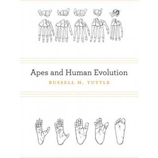 Apes and Human Evolution