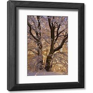 The American Political Economy