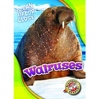 Walruses