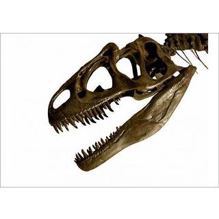 Jacques Lacan and the Adventure of Insight