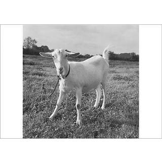 The Big Book of Wisdom