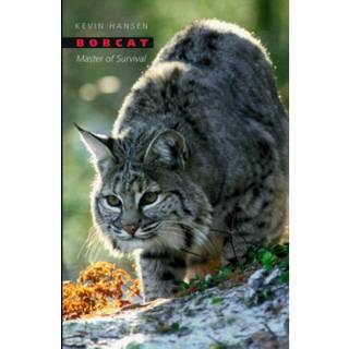 Bobcat
