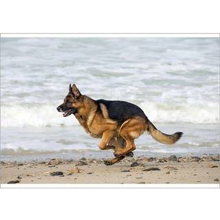 The Evolution of Life