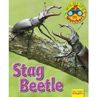Wildlife Watchers: Stag Beetle
