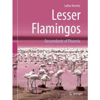Lesser Flamingos