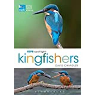RSPB Spotlight Kingfishers