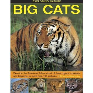 Exploring Nature: Big Cats