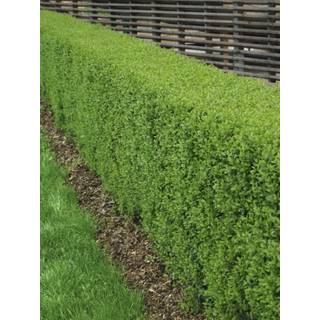 Liguster "Liga" 50-80 cm. 3-5 grene.