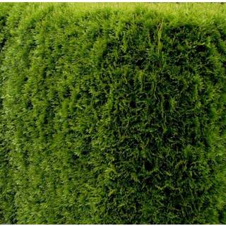 Almindelig Thuja 'Golden Smaragd'