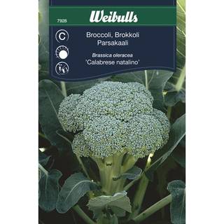 Kålfrø (Broccoli 'Calabrais')