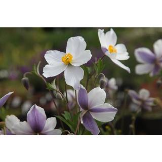 Sommer Anemone