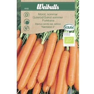 Gulerodsfrø (Gulerod Sommer daucus carota ssp. sativus 'Nantaise 2') Økologisk