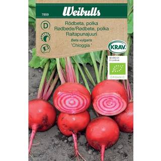 Polkarødbede 'Chioggia' økologisk (På lager i butik)