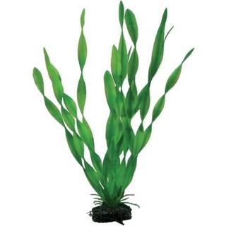 Dohse Vallisneria 34 cm