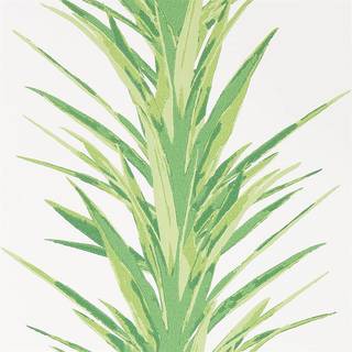 Yucca Botanical Green - 216649