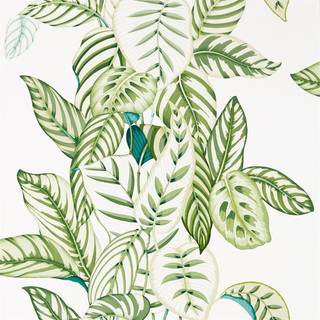 Calathea Botanical Green - 216630