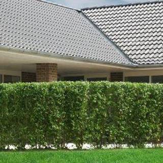 Liguster ´Liga´ 120-140 cm. Kraftige, 4-6 grene