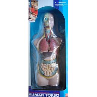 Torso - gennemskåret menneskekrop 50 cm