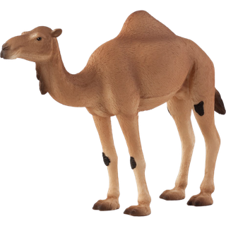 Mojo Arabisk Kamel