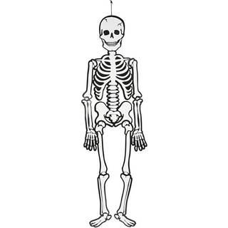 Skelet (glow in the dark) i karton, 120 cm.