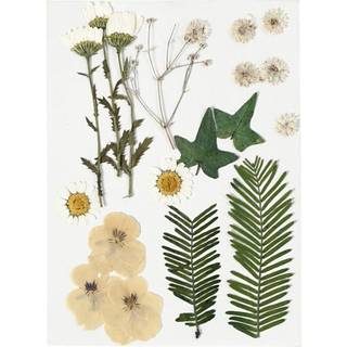Tørrede blomster/blade - Råhvid, 19 ass.