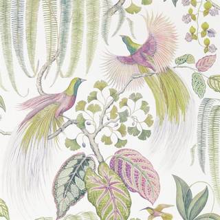 Bird of Paradise Orchid - 216654