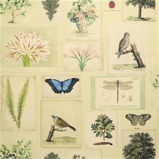 Designers Guild Wallpaper Flora and Fauna PJD6001/01