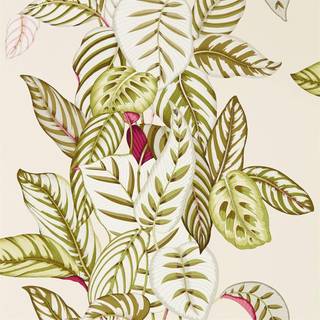 Sanderson Wallpaper Calathea 216631