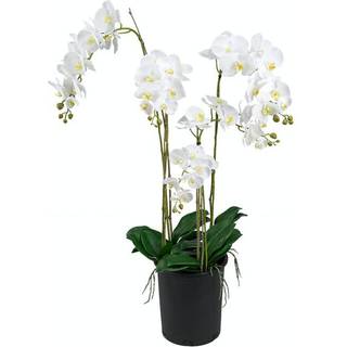 Mr Plant, Phalaenopsis Orkide 130 cm Hvid