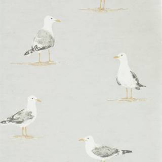 Shore Birds Gull - DCOA216565
