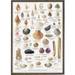Plakat A2: Muslinger og Snegle