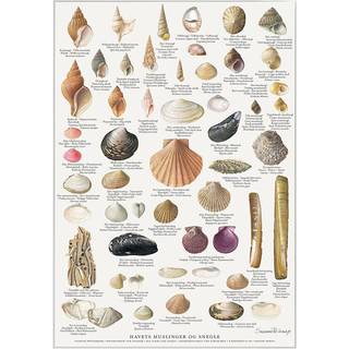 Koustrup TRYK A4 - Havets muslinger - Bøger / Plakater fra Koustrup & Co