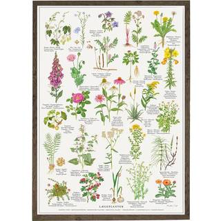 Koustrup & Co plakat - Lægeplanter