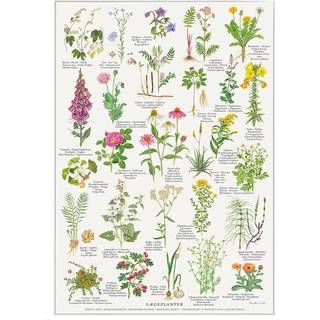 Koustrup TRYK A4 - Lægeplanter - Bøger / Plakater fra Koustrup & Co