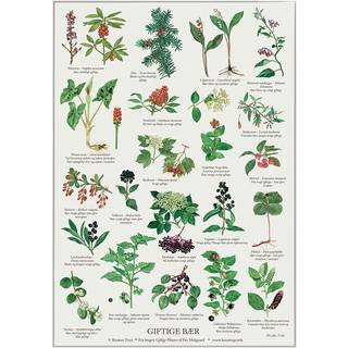 Koustrup TRYK A4 - Giftige bær - Bøger / Plakater fra Koustrup & Co