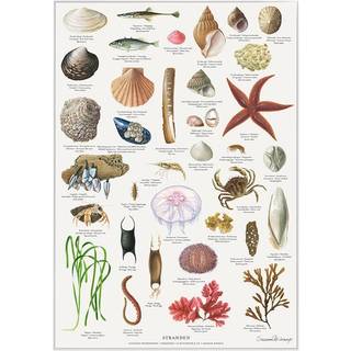 Koustrup & Co plakat - Stranden