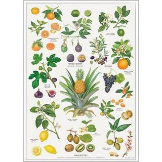 Koustrup ORANGERI - Plakat A2 - Bøger / Plakater fra Koustrup & Co