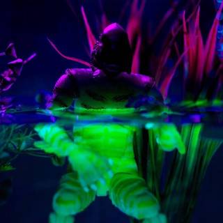 Universal Monsters Creature fra Black Lagoon Glow-in-the-Dark 6-tommer actionfigur-Entertainment Earth Exclusive