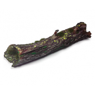 Large Fallen Trunk