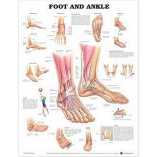 Fod & Ankelplakat, lamineret anatomisk plakat, 51 x 66 cm