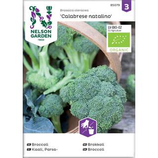 Broccoli 'Calabrese natalino' Øko